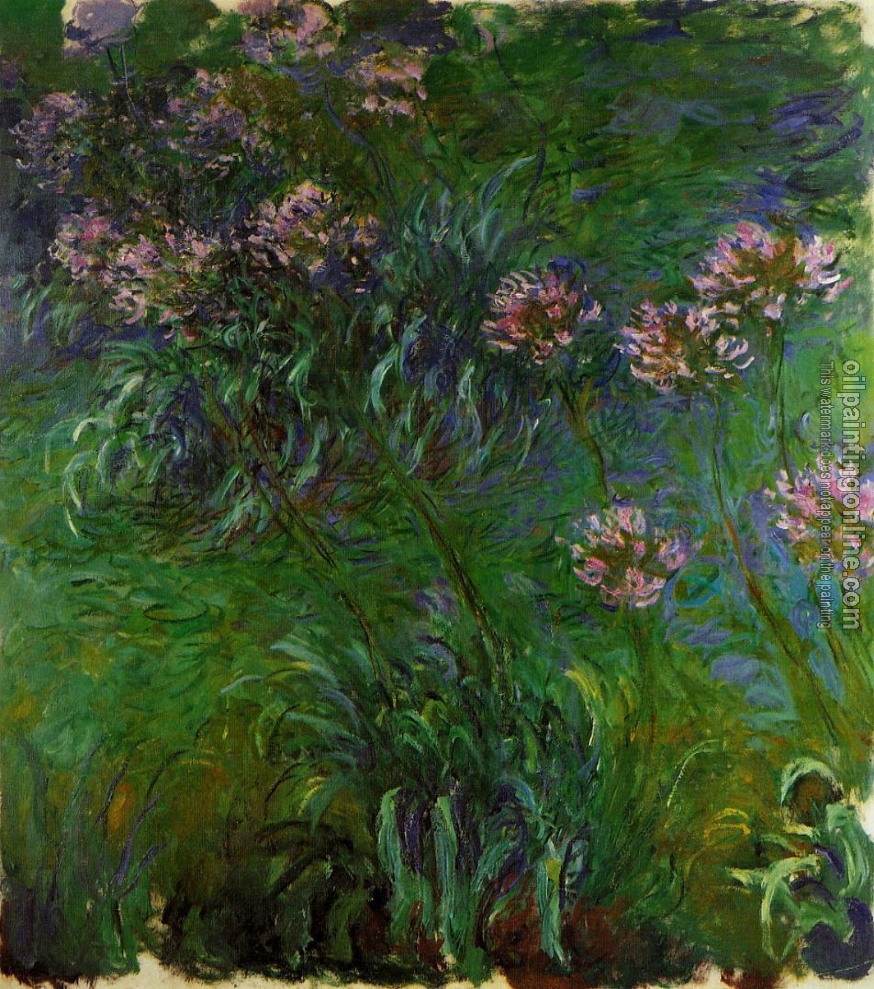 Monet, Claude Oscar - Agapanthus
